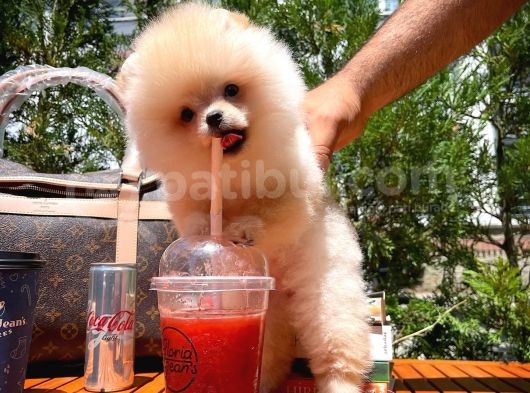 0,55 Mikro Burun Ödül Adayı Safkan Boo Pomeranian görsel