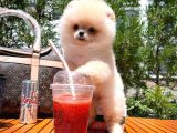 0,55 Mikro Burun Ödül Adayı Safkan Boo Pomeranian