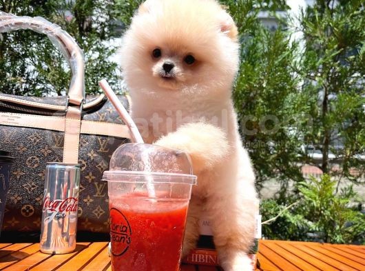 0,55 Mikro Burun Ödül Adayı Safkan Boo Pomeranian görsel