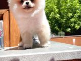 0,55 Mikro Burun Ödül Adayı Safkan Boo Pomeranian