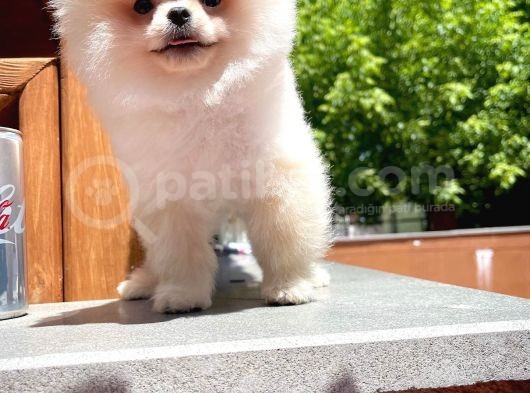 0,55 Mikro Burun Ödül Adayı Safkan Boo Pomeranian görsel