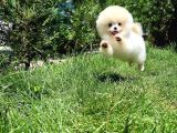 Basık Surat 0,8 Burun Ödül Adayı Safkan Boo Pomeranian
