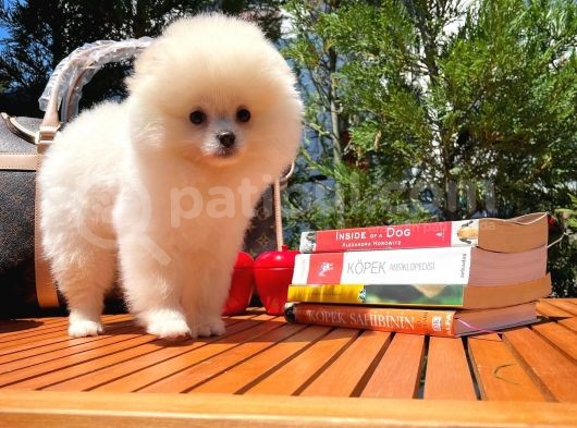 Basık Surat 0,8 Burun Ödül Adayı Safkan Boo Pomeranian görsel