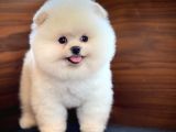 Sevimli Sempatik Pomeranian Boo Oğlumuz Hugo