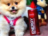 Ayı Surat Pomeranian Boo Kızımız Linda