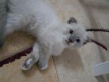 Scottish Fold Yavrularımız, Sahiplenilmeyi Bekliyor.