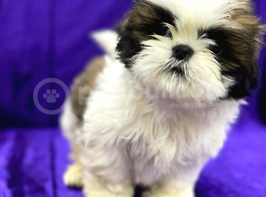 Safkan Teacup Shih Tzu Yavrularimiz