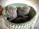 Scottish Fold Short Hair