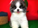 Irk Ve Sağlık Garantili Pomeranian Boo Yavrularımız