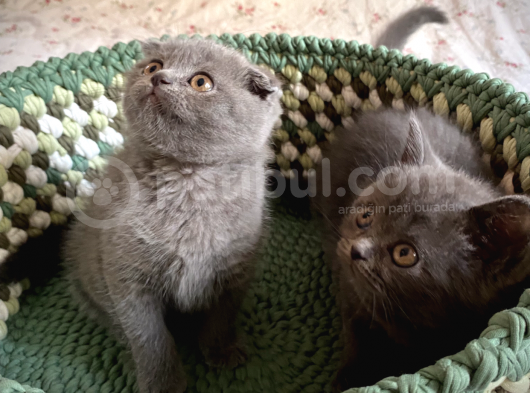 Scottish Fold Short Hair görsel