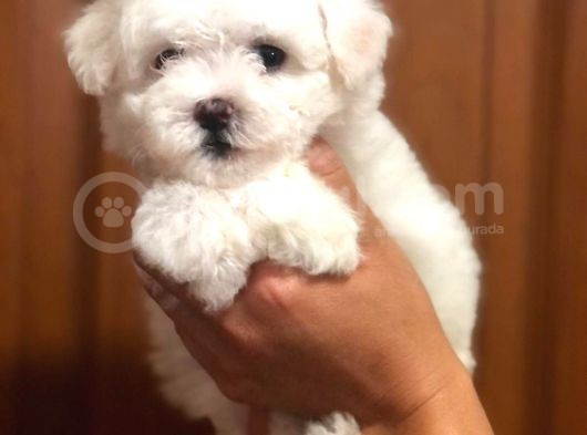 Yakişikli Malti̇poo görsel
