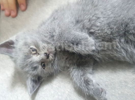 Scottish Fold Erkek görsel