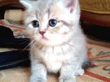 Li̇lac Tabby Bri̇ti̇sh Shorthai̇r Bebekler