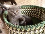Son Kalan Di̇şi̇ Scotich Shorthair