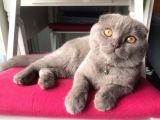 6 Aylik Erkek Scottish Fold