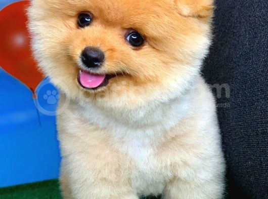 Aa Kalite Safkan  Pomeranian Oğlumuz