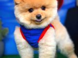 Aa Kalite Safkan  Pomeranian Oğlumuz