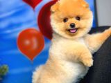 Aa Kalite Safkan  Pomeranian Oğlumuz