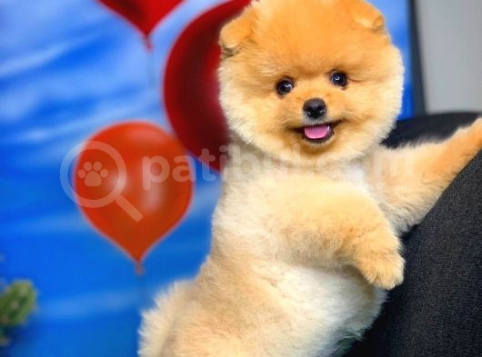 Aa Kalite Safkan  Pomeranian Oğlumuz görsel