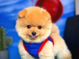 Aa Kalite Safkan  Pomeranian Oğlumuz