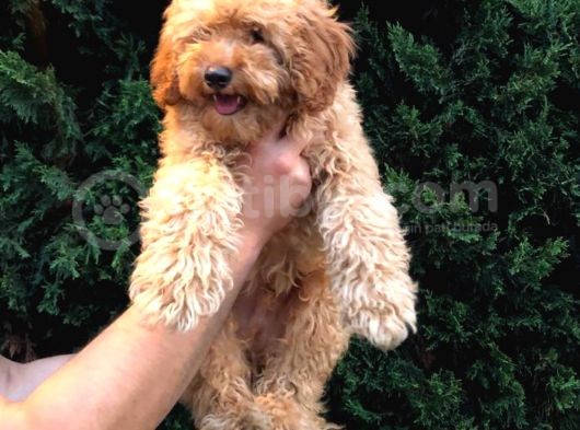 4 Aylık Erkek Apricot Toy Poodle Yavrumuz görsel