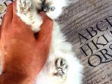Chinchilla Yavruları