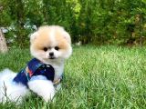 Pomeranian Boo Yavrularımız