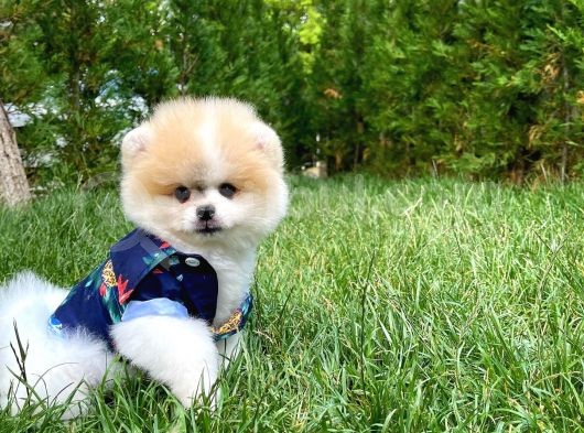 Pomeranian Boo Yavrularımız görsel