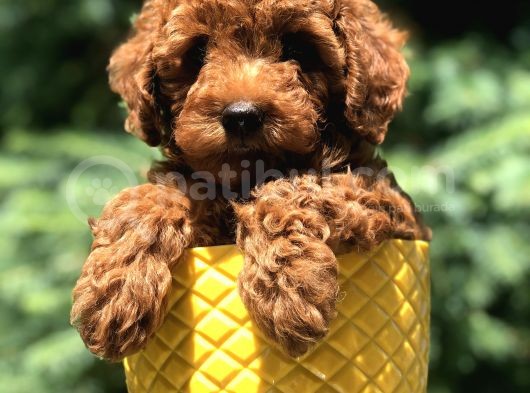 Red Brown Prenses Toy Poodle görsel