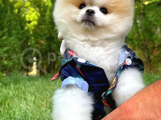 Pomeranian Boo Yavrularımız görsel
