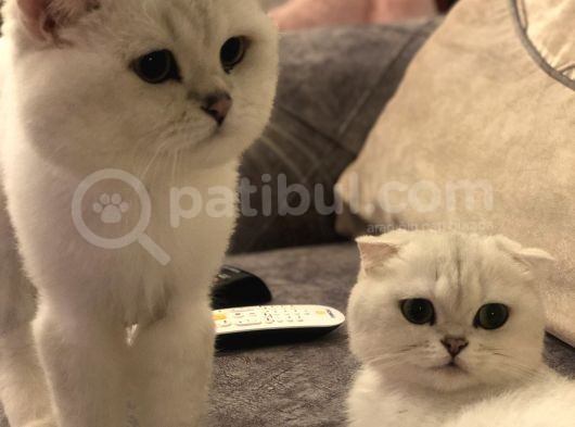 Scrli Silver Bembeyaz Kendi Kedilerimin Yavruları