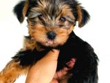 Gold Yorkie Erkekler