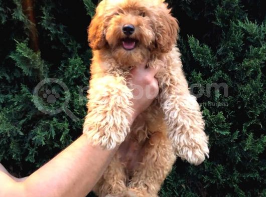 4 Aylık Erkek Apricot Toy Poodle Yavrumuz görsel