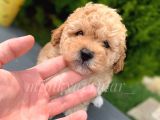 Toy Poodle Yavrularimiz İrk Ve Saglik Garantili