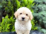 Apricot Bal Toy Poodle