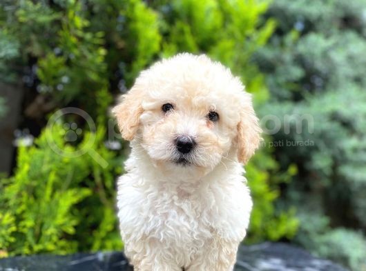 Apricot Bal Toy Poodle görsel