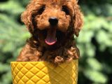 Red Brown Prenses Toy Poodle