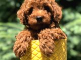 Red Brown Prenses Toy Poodle