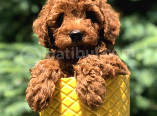 Red Brown Prenses Toy Poodle görsel