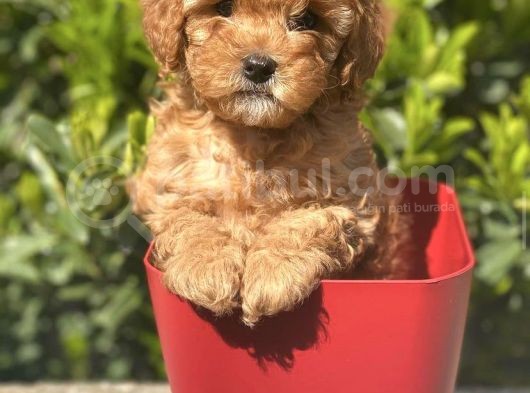 A Kalite İrk Ve Saglik Garantili Toy Poodle Yavrularimiz