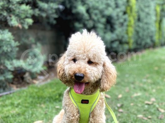 Medium Poodle Bal Barney görsel