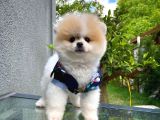 Pomeranian Boo Yavrularımız