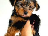 Gold Yorkie Erkekler