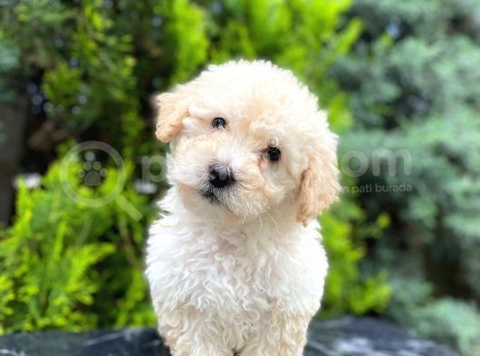 Apricot Bal Toy Poodle