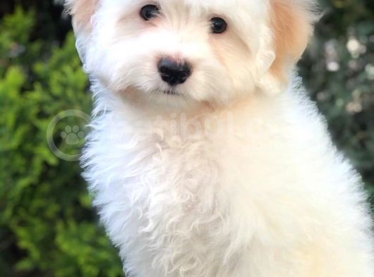 Dizayn Irk Morkie Yavrumuz görsel