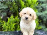 Apricot Bal Toy Poodle