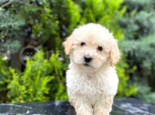 Apricot Bal Toy Poodle görsel