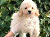 Toy Poodle Yavrular  ( Red,red Brown,apricot,silver,siyah)