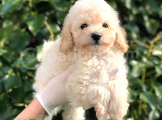 Toy Poodle Yavrular  ( Red,Red Brown,Apricot,Silver,Siyah)