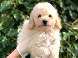 Toy Poodle Yavrular  ( Red,Red Brown,Apricot,Silver,Siyah)